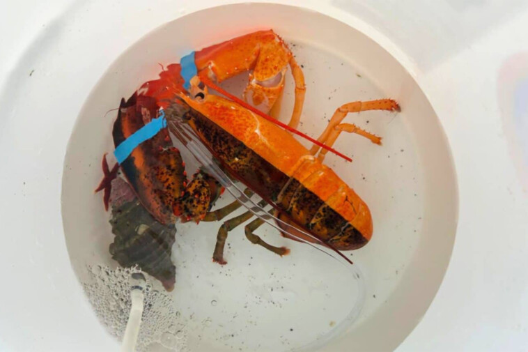 ultra-rare-lobster-named-arnold-clawmer-rescued-from-maine-grocery-store