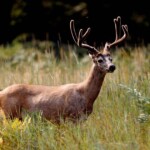 55-year-old-school-worker-goes-hunting,-fired-by-superintendent-after-shooting-deer-in-a-field