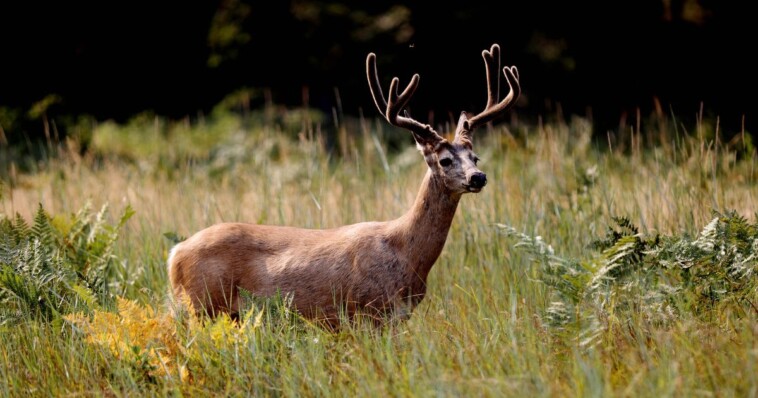 55-year-old-school-worker-goes-hunting,-fired-by-superintendent-after-shooting-deer-in-a-field