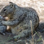 california-squirrels-trade-acorns-for-raw-flesh-as-blue-state-drives-even-its-cute-tree-climbers-insane