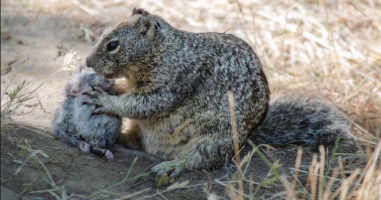 california-squirrels-trade-acorns-for-raw-flesh-as-blue-state-drives-even-its-cute-tree-climbers-insane