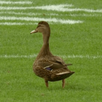 duck-wanders-onto-field,-watches-a-touchdown-during-buccaneers-panthers-game