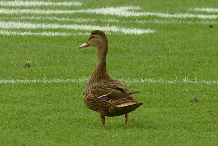 duck-wanders-onto-field,-watches-a-touchdown-during-buccaneers-panthers-game