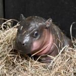 endangered-pygmy-hippopotamus-born-at-a-virginia-zoo-and-you-can-help-name-her