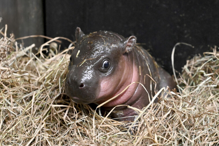 endangered-pygmy-hippopotamus-born-at-a-virginia-zoo-and-you-can-help-name-her