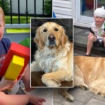 service-dog-helps-boy-with-rare-genetic-disorder-achieve-‘unbelievable’-progress