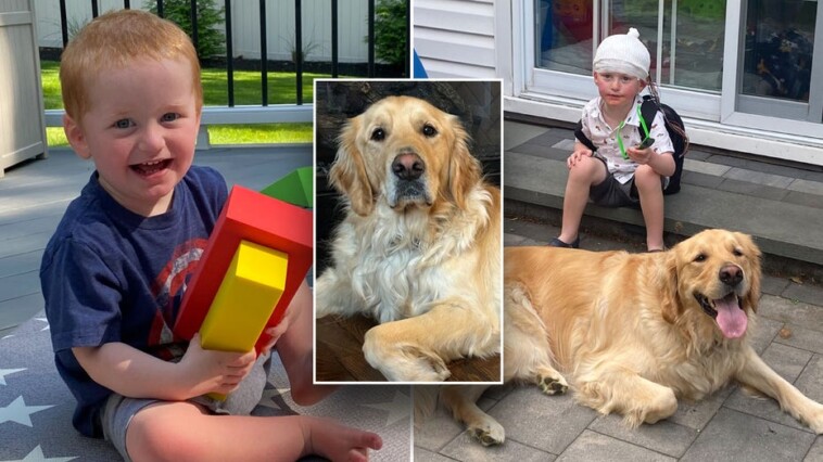 service-dog-helps-boy-with-rare-genetic-disorder-achieve-‘unbelievable’-progress