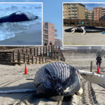 dead-humpback-whale-washes-up-on-long-island-beach:-police