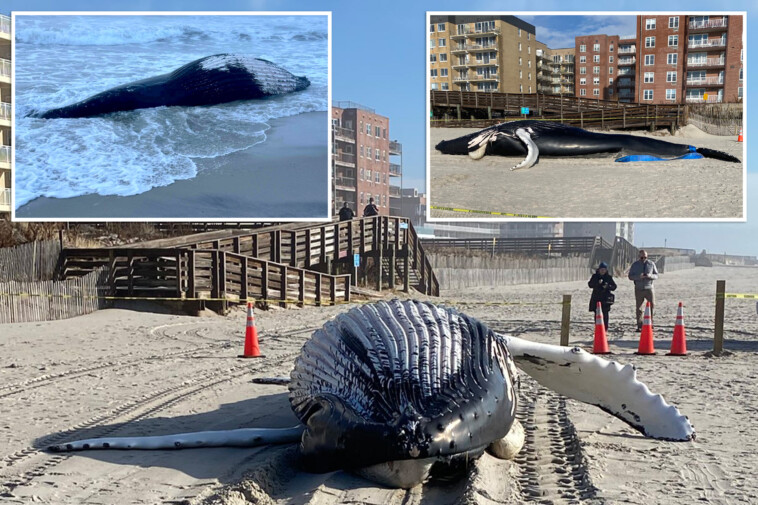 dead-humpback-whale-washes-up-on-long-island-beach:-police