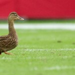 bucs’-jalen-mcmillan-no-fan-of-duck-that-landed-on-field-during-game-despite-fan-frenzy