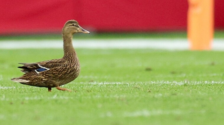 bucs’-jalen-mcmillan-no-fan-of-duck-that-landed-on-field-during-game-despite-fan-frenzy