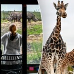 new-year,-new-adventure-as-travelers-can-sleep-near-wild-animals-while-visiting-safari-park