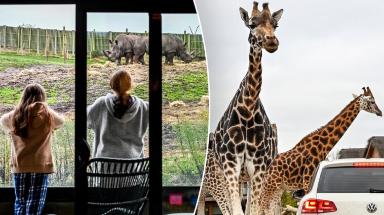 new-year,-new-adventure-as-travelers-can-sleep-near-wild-animals-while-visiting-safari-park