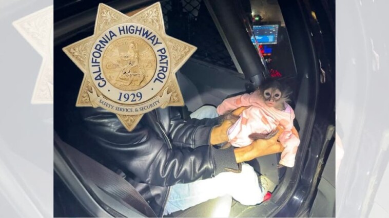 california-highway-patrol-gets-in-some-monkey-business-during-routine-stop