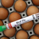 us-egg-production-drops-as-prices-continue-to-rise-along-with-bird-flu-cases