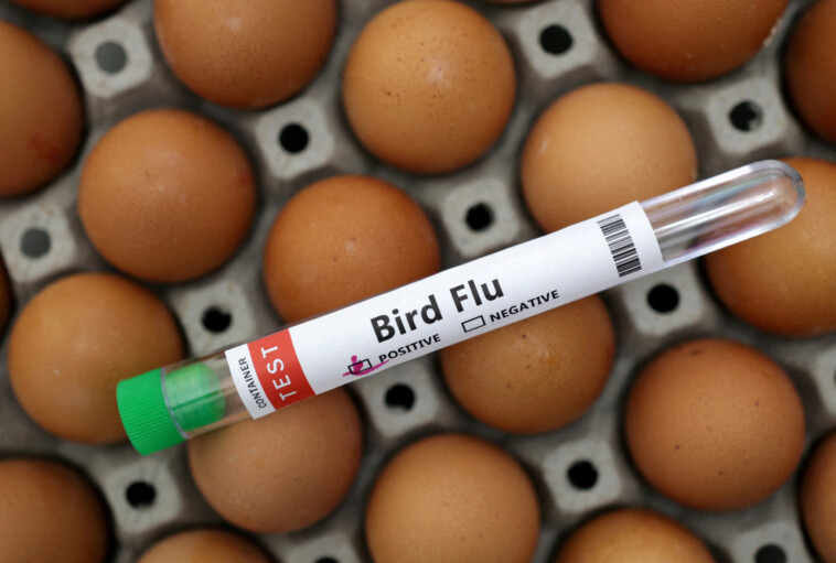 us-egg-production-drops-as-prices-continue-to-rise-along-with-bird-flu-cases