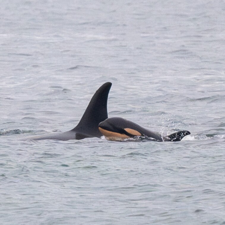 killer-whale-who-carried-her-dead-calf-for-17-days-across-1,000-miles-of-ocean-loses-another-baby