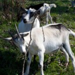 show-goat-dies-horrifically-in-teen-competitor’s-arms,-older-rival-now-facing-felony-charge-under-texas-law