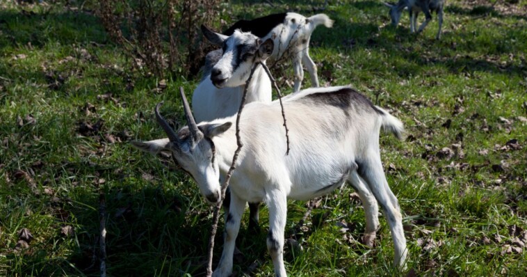 show-goat-dies-horrifically-in-teen-competitor’s-arms,-older-rival-now-facing-felony-charge-under-texas-law