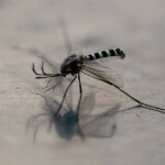 bill-gates-plays-god-again,-funds-project-that-is-turning-mosquitoes-into-‘flying-vaccinators’