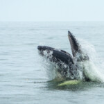 humpback-whale-that-washed-up-on-li-was-popular-nyc-‘acrobat’-—-and-was-likely-killed-in-a-boat-strike,-experts-say