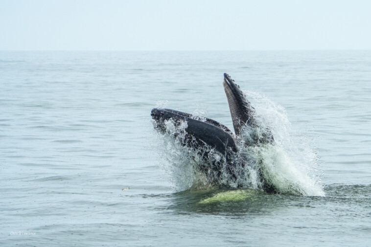 humpback-whale-that-washed-up-on-li-was-popular-nyc-‘acrobat’-—-and-was-likely-killed-in-a-boat-strike,-experts-say