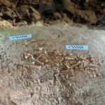 skeleton-of-26,000-year-old-red-fox-unearthed-in-utah-cave