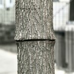 mystery-tree-slasher-on-the-loose-in-nyc-following-‘attempted-arboricide’:-they-‘just-want-attention’