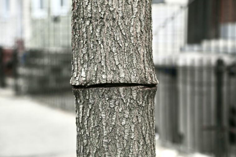 mystery-tree-slasher-on-the-loose-in-nyc-following-‘attempted-arboricide’:-they-‘just-want-attention’