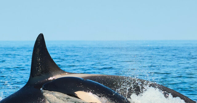 researchers:-endangered-killer-whale-mother-is-grieving-again-after-losing-another-calf