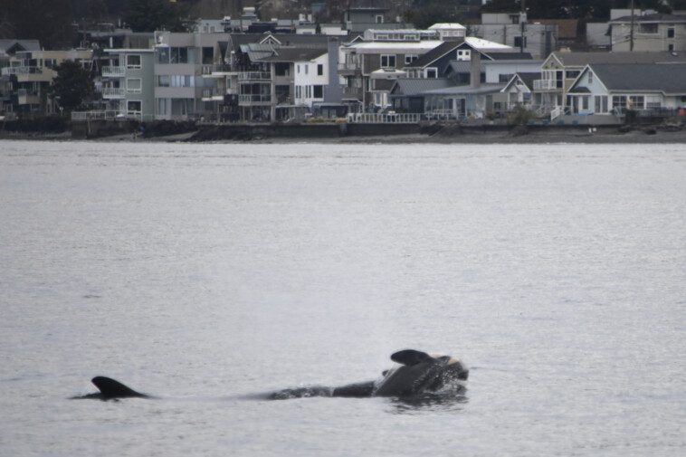 orca-mom-seen-mourning-latest-dead-calf-in-same-heartbreaking-way-she-did-in-2018,-new-photos-reveal