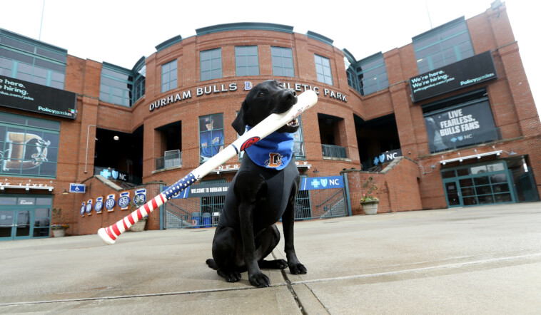 ripken-the-bat-dog,-best-known-for-fetching-on-field-items-at-north-carolina-sports-events,-has-died