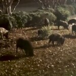 feral-pigs-tormenting-texas-suburb:-“i-can’t-go-out-there-and-start-blasting”