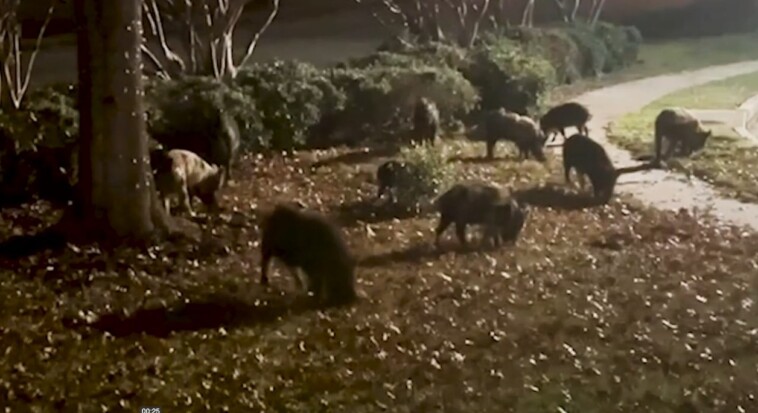 feral-pigs-tormenting-texas-suburb:-“i-can’t-go-out-there-and-start-blasting”