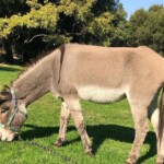 donkey-who-inspired-eddie-murphy’s-‘shrek’-character-dies-at-30