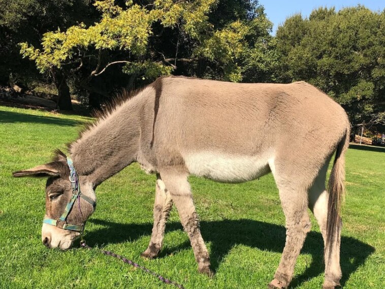 donkey-who-inspired-eddie-murphy’s-‘shrek’-character-dies-at-30