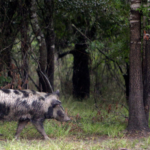 feral-hogs-terrorizing-texas-town,-infuriating-locals:-‘i-can’t-go-out-there-and-start-blasting’