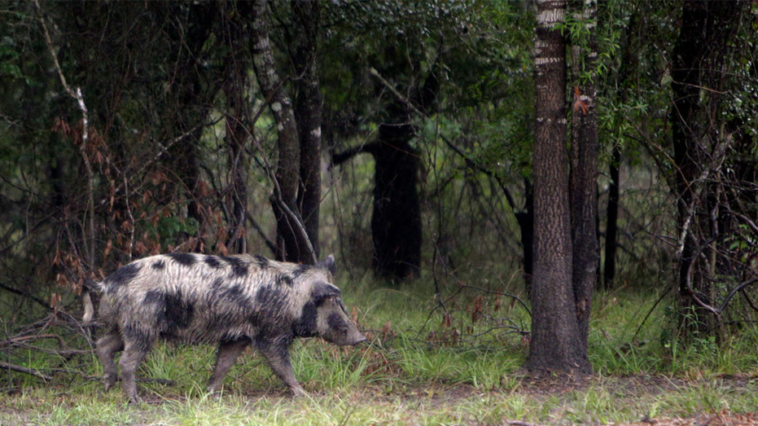 feral-hogs-terrorizing-texas-town,-infuriating-locals:-‘i-can’t-go-out-there-and-start-blasting’