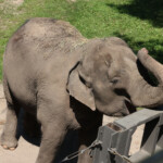 bronx-zoo-named-no.-2-‘worst-zoo’-for-elephants-as-activists-say-‘happy’-is-one-pouty-pachyderm:-‘cruel-confinement’