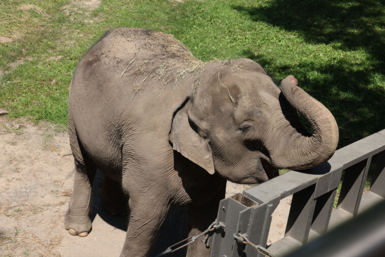 bronx-zoo-named-no.-2-‘worst-zoo’-for-elephants-as-activists-say-‘happy’-is-one-pouty-pachyderm:-‘cruel-confinement’