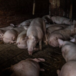 elderly-ohio-woman,-75,-mauled-to-death-and-partially-eaten-by-neighbor’s-pigs-on-christmas:-police