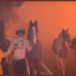 powerful-video-captures-horses-being-rescued-from-california-fires-(video)