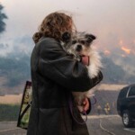 heroic-veterinarian-takes-in-41-animals-as-owners-flee-‘apocalyptic’-palisades-fire:-‘i-haven’t-slept-at-all’