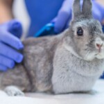 ‘rabbit-fever’-cases-rising-in-us-as-cdc-warns-of-zoonotic-bacterial-disease