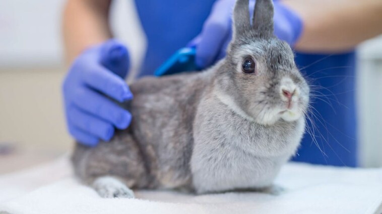 ‘rabbit-fever’-cases-rising-in-us-as-cdc-warns-of-zoonotic-bacterial-disease