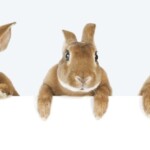 cdc-warns-of-rise-in-rare-‘rabbit-fever’-disease-spreading-in-the-us