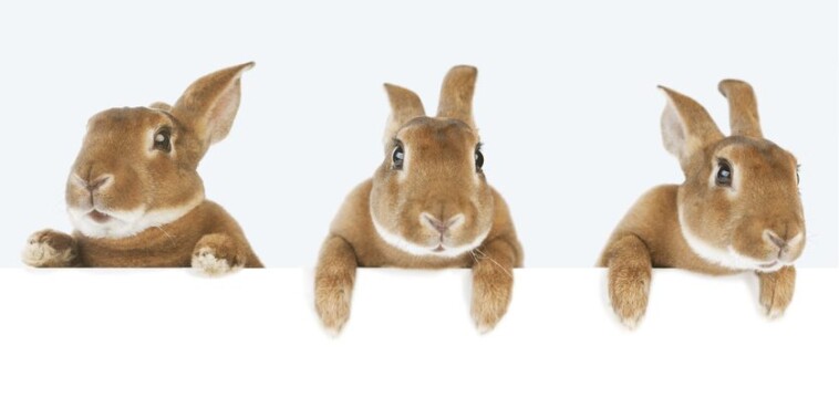 cdc-warns-of-rise-in-rare-‘rabbit-fever’-disease-spreading-in-the-us