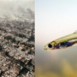 the-infamous-delta-smelt-fish-has-not-been-seen-in-nearly-a-decade-–-california-allowed-its-cities-to-burn-to-the-ground-over-a-fish-that-they-can’t-even-find-anymore