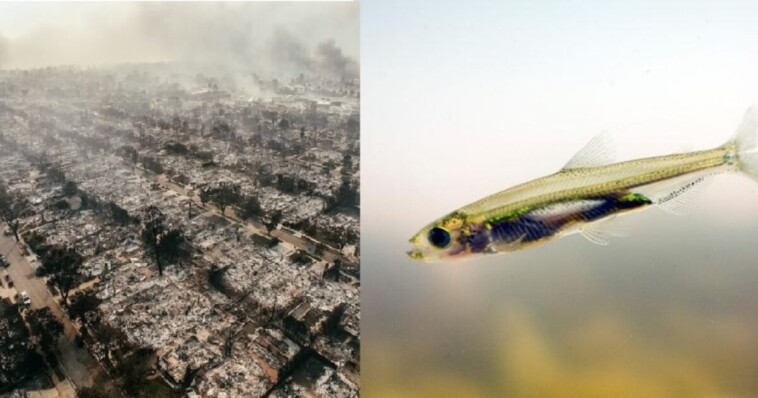 the-infamous-delta-smelt-fish-has-not-been-seen-in-nearly-a-decade-–-california-allowed-its-cities-to-burn-to-the-ground-over-a-fish-that-they-can’t-even-find-anymore