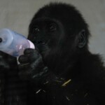 baby-gorilla-found-in-plane-cargo-recovering-at-turkish-zoo